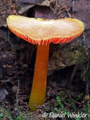Hygrocybe close to H. occidentalis growing in Mocoa. Same specimen as the gills shown previously in the gallery. 