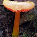 Hygrocybe close to H. occidentalis growing in Mocoa. Same specimen as the gills shown previously in the gallery. 
