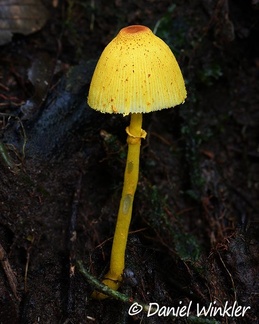 Leucocoprinus brunneoluteus seen in Isla Escondida