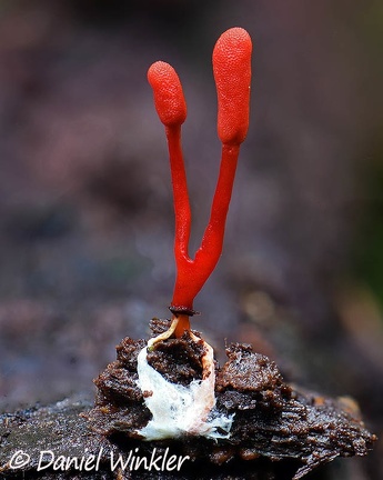 Cordyceps nidus growing from a small spider seen in Isla Escondida, Putumayo