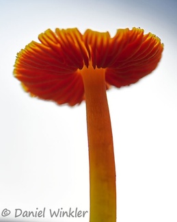 Hygrocybe gills against the sky