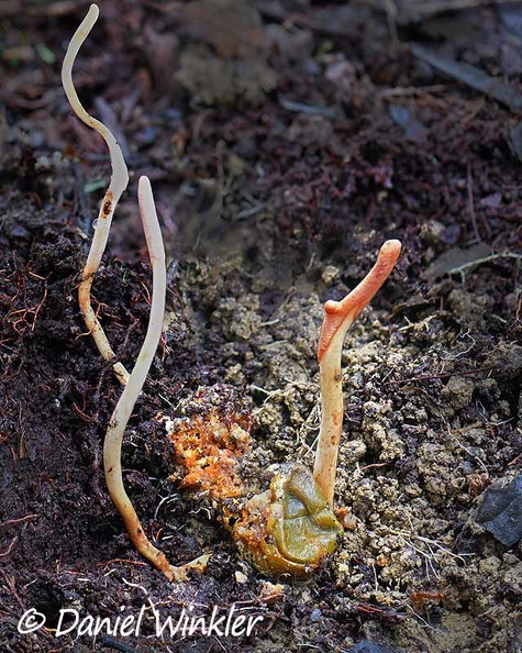 Ophiocordyceps melolonthae giant larva excavated DW Ms.jpg