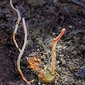Ophiocordyceps melolonthae giant larva excavated . Meloloantha include the European Maybug and its Chafer larva
