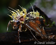 A moth having a real bad case of Cordyceps tuberculata, the telemorph of what was formerly known as Akanthomyces pistillariiformis'