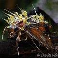 A moth having a real bad case of Cordyceps tuberculata, the telemorph of what was formerly known as Akanthomyces pistillariiformis'