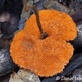 cool orange colored pores of this Coltricia sp. in Isla Escondida 