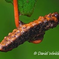 Cordyceps sp. growing from a Lepidoptera larva, Isla Escondido, Putumayo