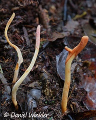 Ophiocordyceps melolonthae stromata in situ, in Isla Escondida, Putumayo