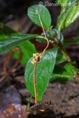 Cordyceps sp. growing attached on a leaf, in Isla Escondida, Putumayo