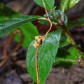 Cordyceps sp. growing attached on a leaf, in Isla Escondida, Putumayo