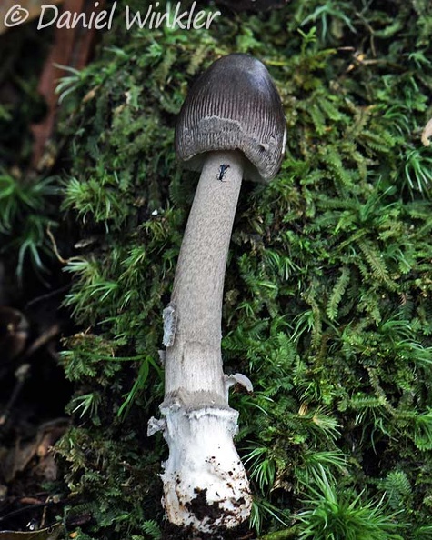 Amanita colombiana growing in the Andean oak forest in reserva El Cedro, South Huila