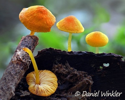 yellow Pluteus sp. growing in Charguayaco near Pitalito, Huila