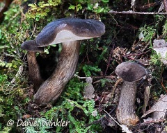 Tylopilus obscurus, a mild tasting bolete growing with Trigobalanus excelsa in Charguayaco