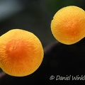 Pluteus cap orange Pitalito DW Ms.jpg