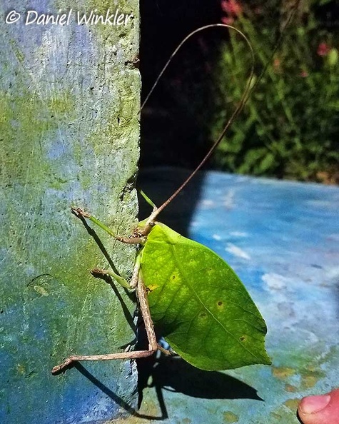 Leaf mimicking katydid - Pterochrozinae in the shower of the Isla Escondida lodge