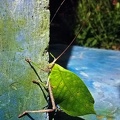 Leaf mimicking katydid - Pterochrozinae in the shower of the Isla Escondida lodge