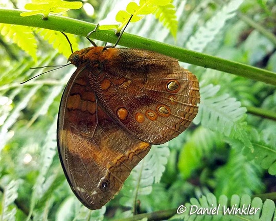 Butterfly resting close to a morpho, seen in Isla Escondida 