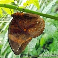 Butterfly resting close to a morpho, seen in Isla Escondida 