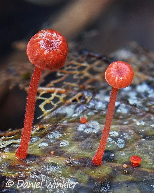 a red small Mycena sp. seen Isla Escondida