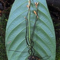 Ophiocordyceps curculinoum seen in Isla Escondida, Putumayo