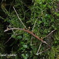 Beauveria diapheromeriphila, an immature specimen of this stick bug Cordyceps.