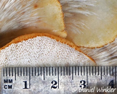 the small pores of a Favolus sp. - maybe F. grammocephalus,  seen in Scale San Agustin
