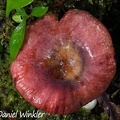A red Russula growing with Quercus humboldtii in Reserva  El  Cedro in 2100m, South Huila