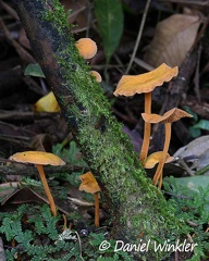 Xeromphelina tenuipes group growing in San Agustin Archelogical Park, Huila