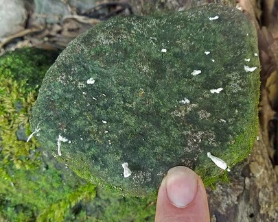 Cyphellostereum pusiolum, a basidio-lichen with its fruiting bodies growing on a rock .