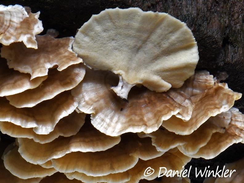 Trametes pavonia trunk end pores Mocoa DW Ms.jpg