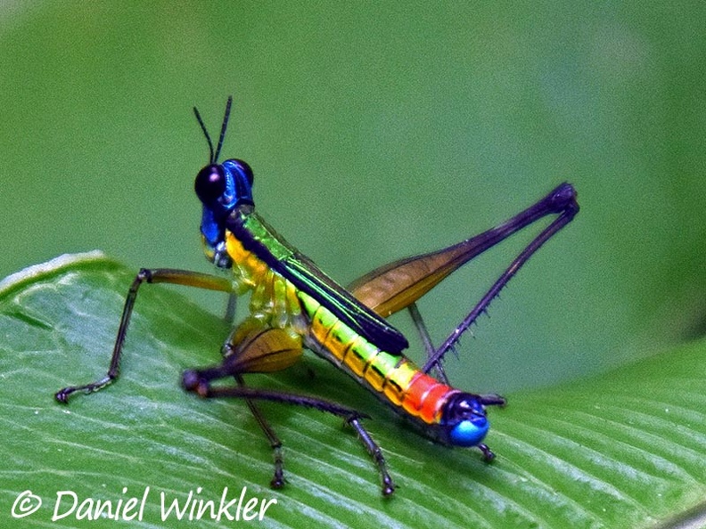 Rainbow grasshopper DW Ms.jpg