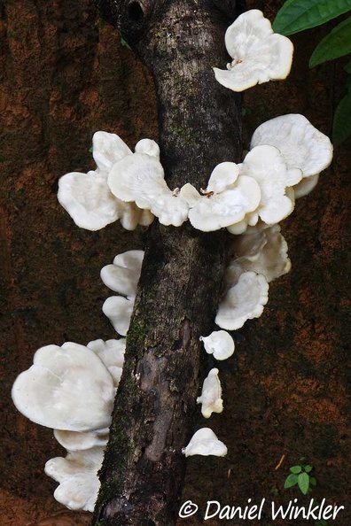 Favolus caps on a branch in Mocoa