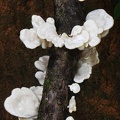 Favolus caps on a branch in Mocoa