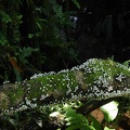 Coprinellus disseminatus trunk Isla Escondida