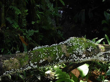 Coprinellus disseminatus trunk Isla Escondida