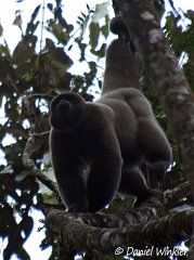 Humboldt's woolly monkey Lagothrix lagothricha threw dead branches at us from the tree tops, Isla Escondida