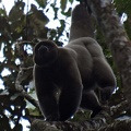 Humboldt's woolly monkey Lagothrix lagothricha threw dead branches at us from the tree tops, Isla Escondida
