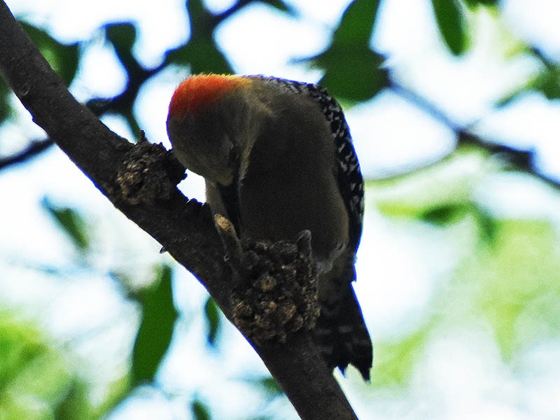 Red crowned woodpecker (Melanerpes rubricapillus) seen in Cali