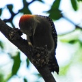 Red crowned woodpecker (Melanerpes rubricapillus) seen in Cali