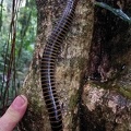 Anadenobolus, a harmless giant millipede which was ubiquitous in Isla Escondida, Putumayo