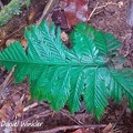 We called this Selaginella willdenowii the "Walmart" fern, since its color looked so plastic,Isla Escondida