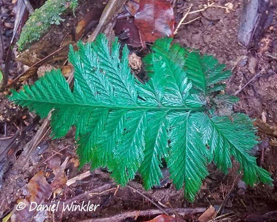 We called this Selaginella willdenowii the "Walmart" fern, since its color looked so plastic,Isla Escondida