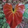 Heart-shaped Araceae leaf seen in Pauna, Boyaca