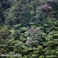 Reserva El Cedro forest with Cyathea ferns South of Pitalito along HW 45