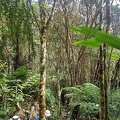 Tibouchina lepista forest in El Cedro, Pitalito