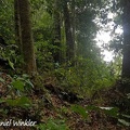 Trigonobalanus excelsa forest remnants in Charhuagaco