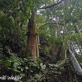 Trigobalanus excelsa forest above Charguayaco
