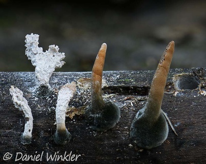 Xylaria sp., young telemorph and possibly its anamorph growing in San Agustin