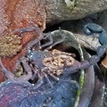 Thick-tailed Scorpion, Tityus sp., with babies on the back seen at Rio Magdalena Narrows near San Agustin