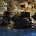 Coriolopsis (Funalia) rigida pores with scale in San Agustin